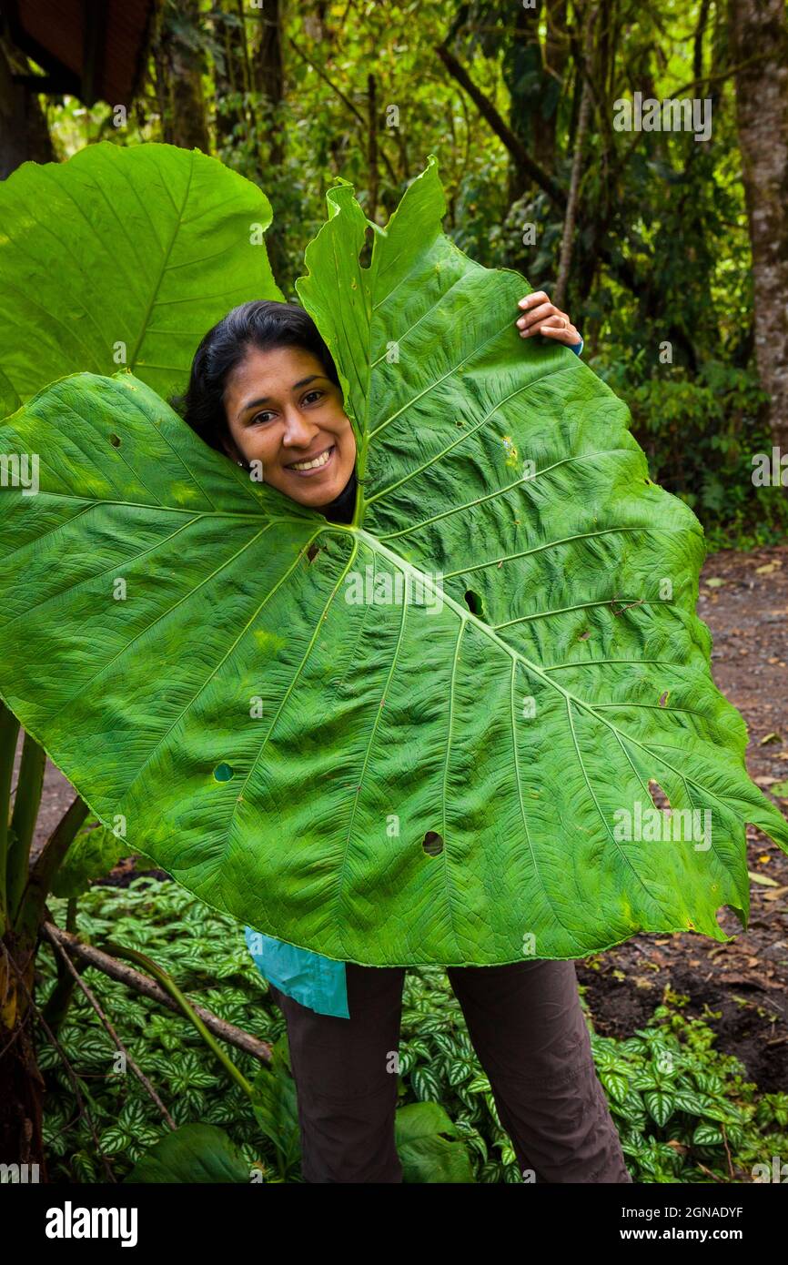 Panamanian girl and big leaf in the cloudforest of La Amistad National Park, Chiriqui province, Republic of Panama, Central America. Stock Photo