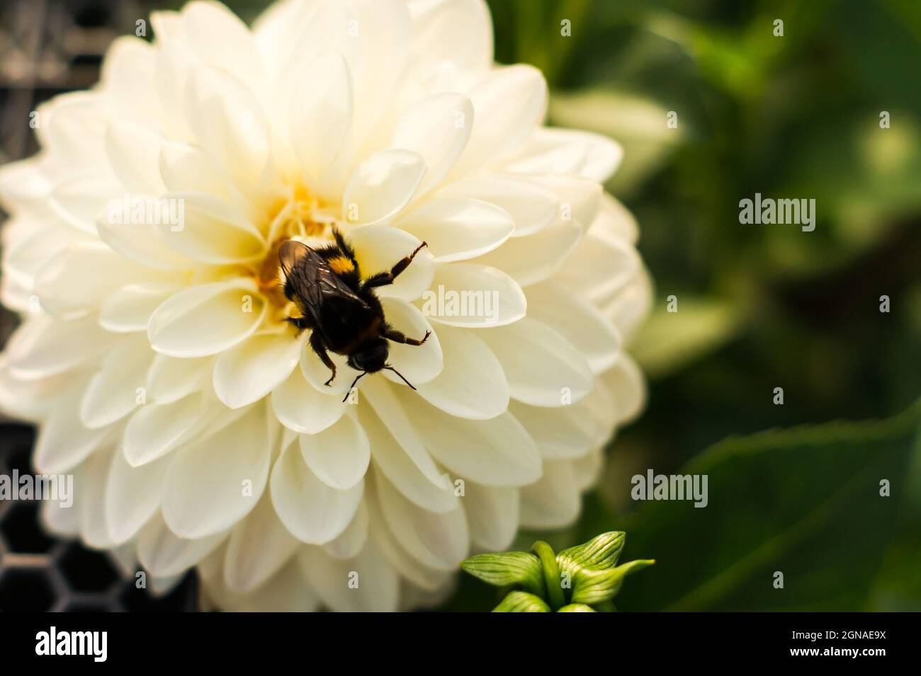 close-up of a flowering white delicate dahlia with a bumblebee in the center of the flower Stock Photo
