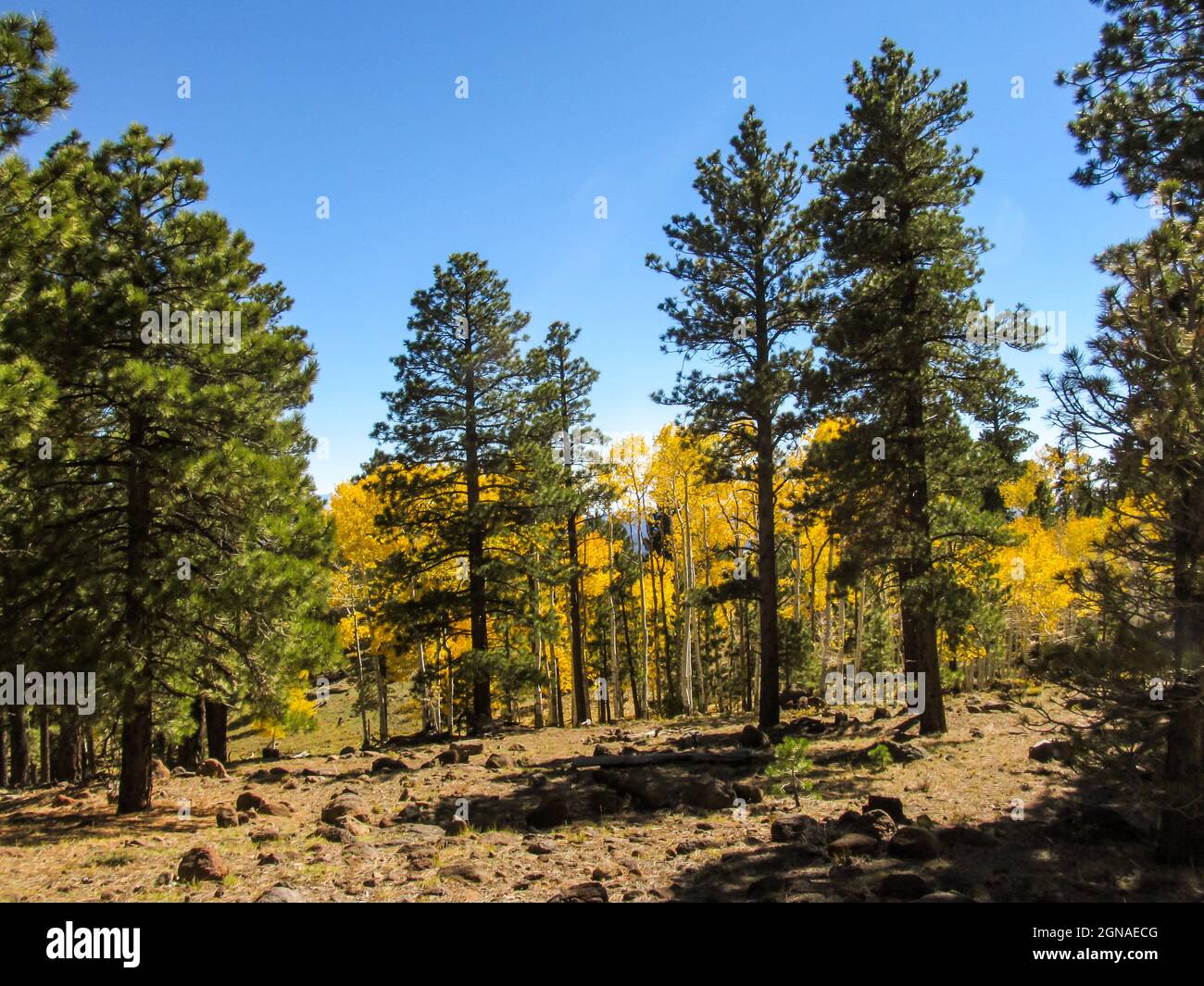 A mixed forest of Aspen, fir and pine trees in the Dixie national forest on the high altitudes of the Aquarius Plateau, Utah, USA, on a sunny autumn d Stock Photo