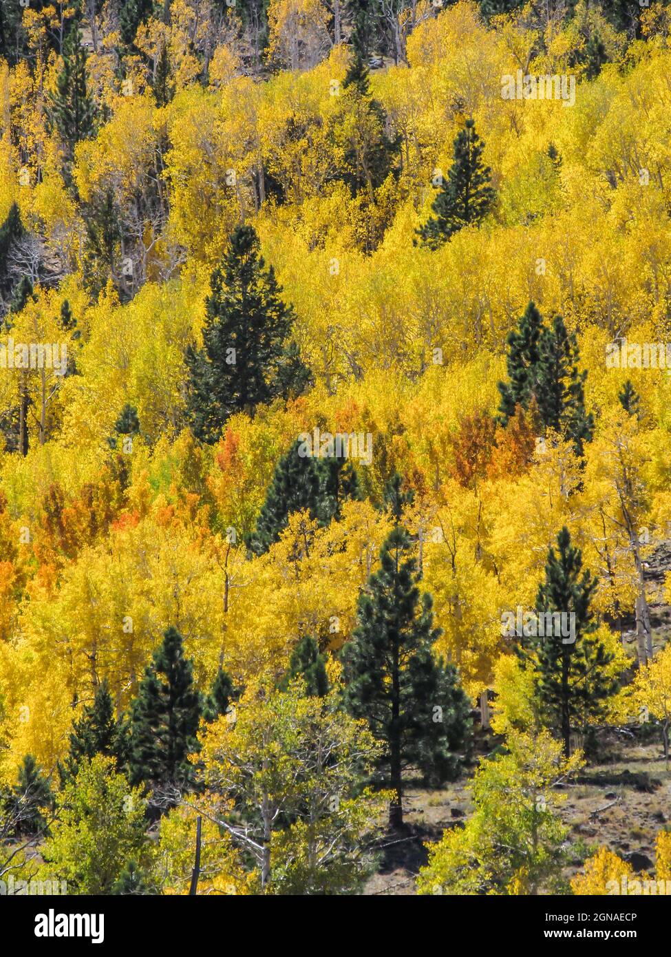 A few Pyramidal shaped Ponderosa pines, Pinus ponderosa, in a sea of golden colored Quivering Aspens, Populus tremuloides, on the mountain slopes in t Stock Photo