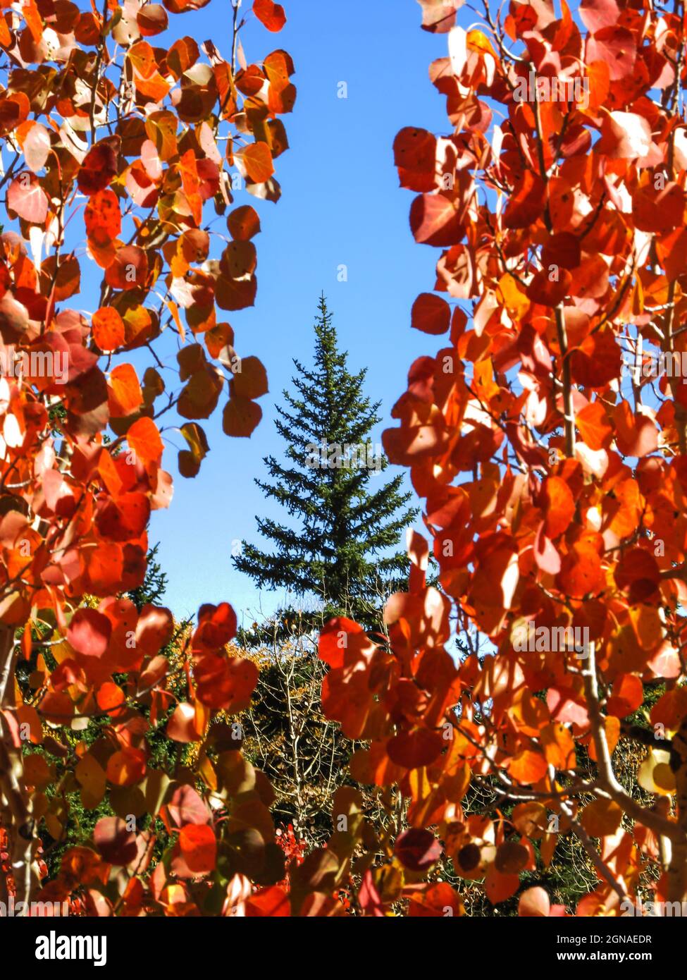 A single tall Douglas Fir, Pseudotsuga menziesii, Framed by the Reddish colored Autumn leaves of Quavering Aspen in the Dixie National Forest, Utah, U Stock Photo