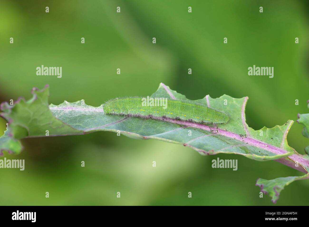 Caterpillar of Pieris rapae called cabbage white, cabbage butterfly or small white on the palm. Stock Photo