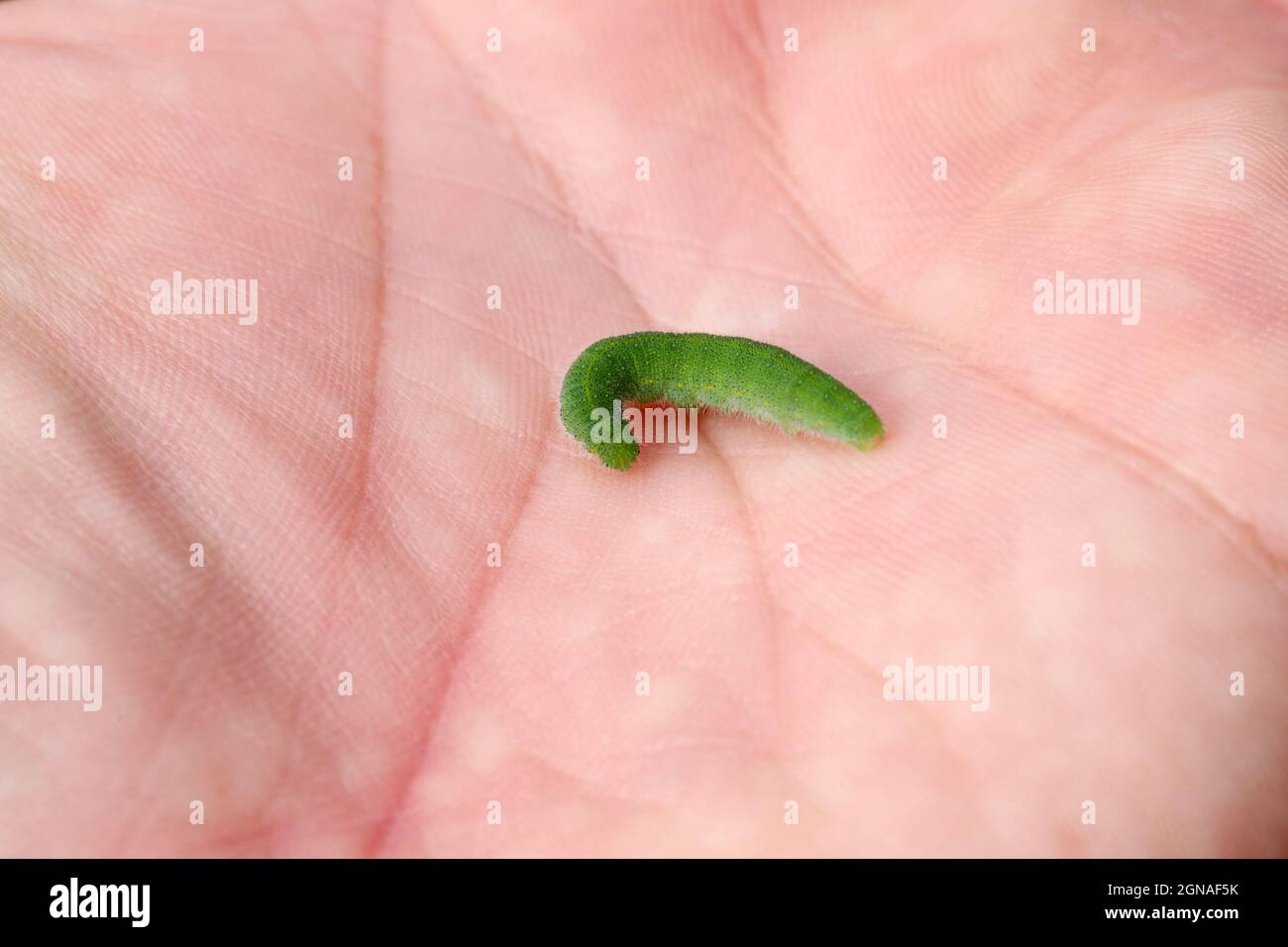 Caterpillar of Pieris rapae called cabbage white, cabbage butterfly or small white on the palm. Stock Photo