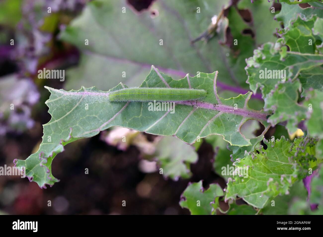 Caterpillar of Pieris rapae called cabbage white, cabbage butterfly or small white on the palm. Stock Photo