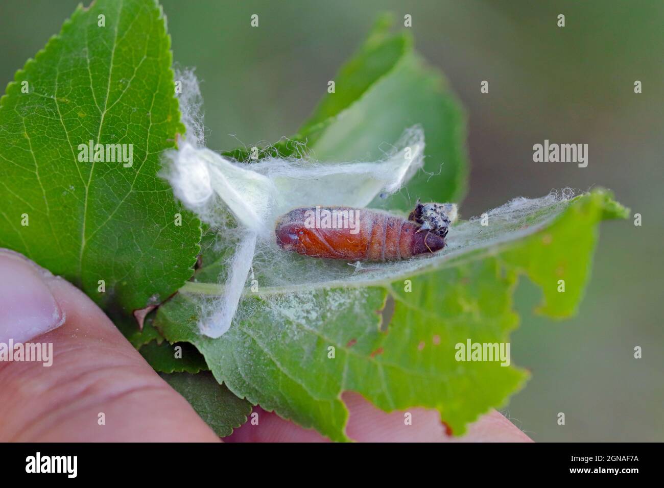 Pupa of the lackey moth (Malacosoma neustria). Caterpillars can cause significant damage to apple, plum and other orchards. Stock Photo