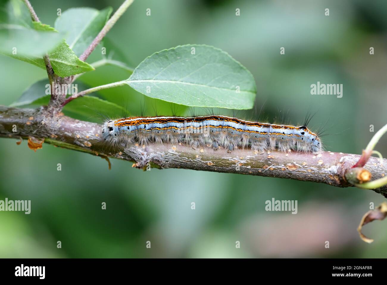 The lackey moth (Malacosoma neustria). Caterpillars can cause significant damage to apple, plum and other orchards. Stock Photo
