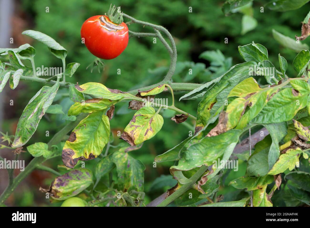 Diseases Of Tomato late blight or potato blight (it also attacks