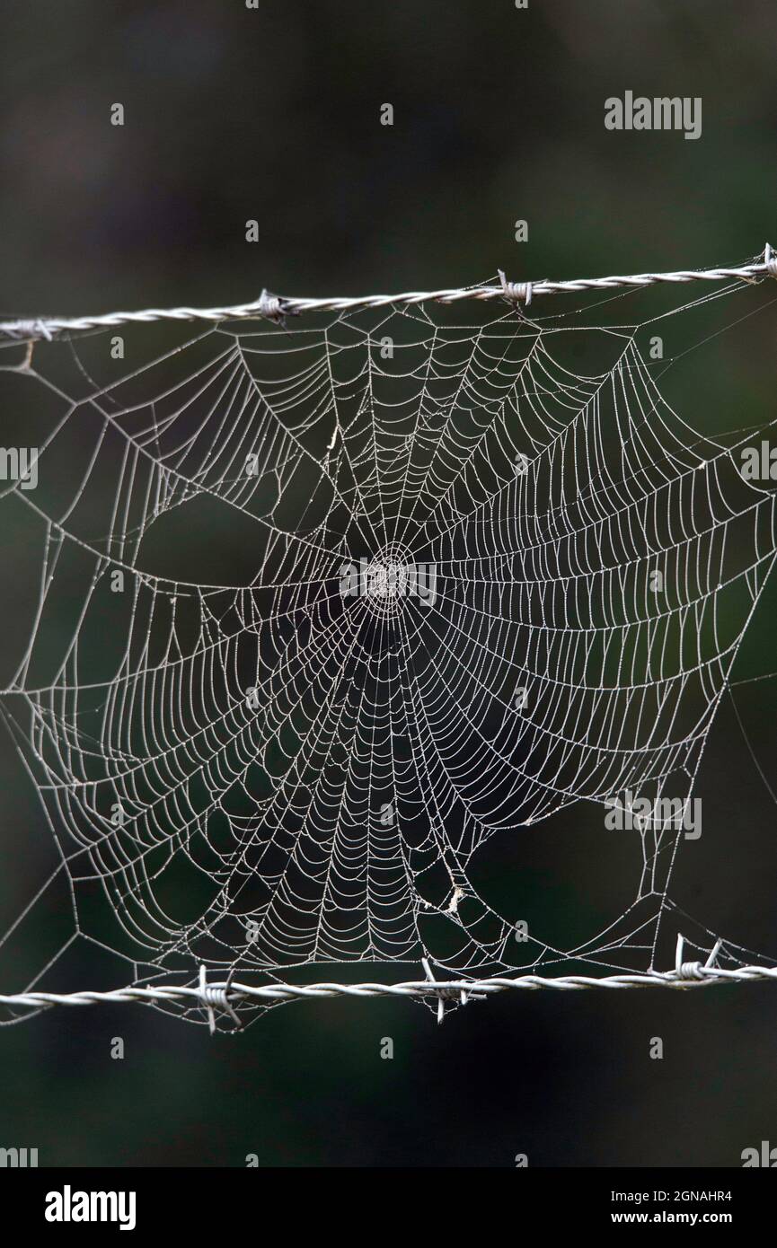 Spider's web on a barbed wire fence Stock Photo - Alamy