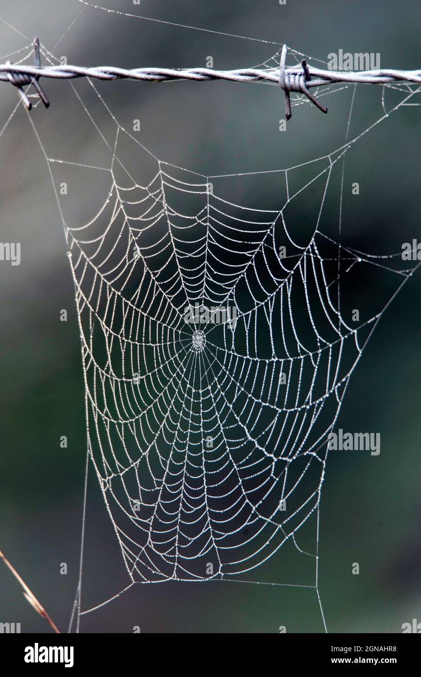 Spider's web on a barbed wire fence Stock Photo
