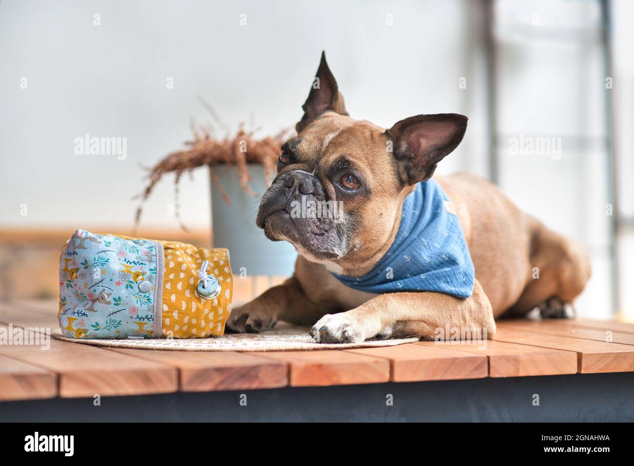 French Bulldog dog waiting patiently next to homemade treat bag Stock Photo