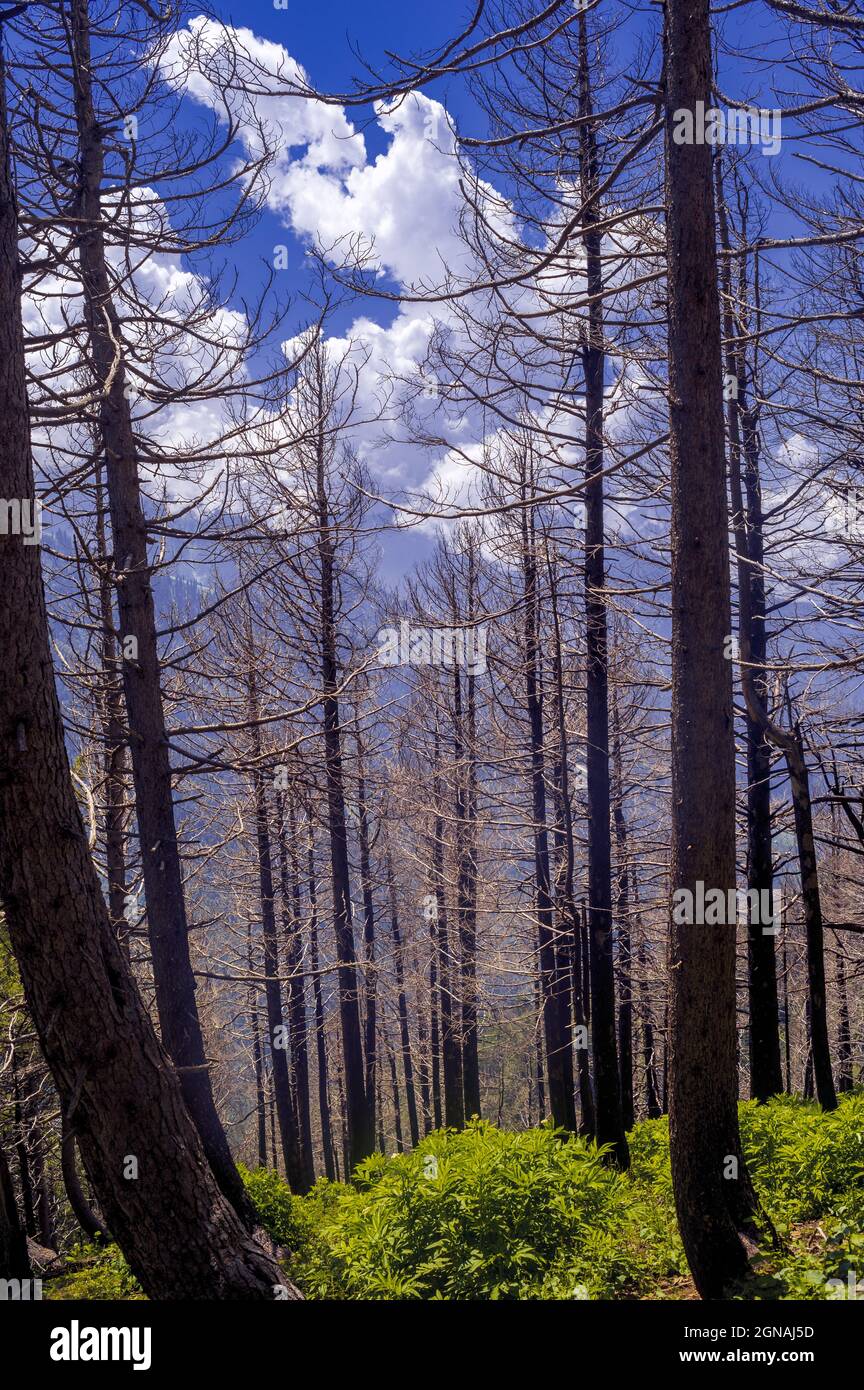 Forest in autumn. Stunning Himalayan mountains vertical view of Naranag village in Kashmir valley of India. Stock Photo