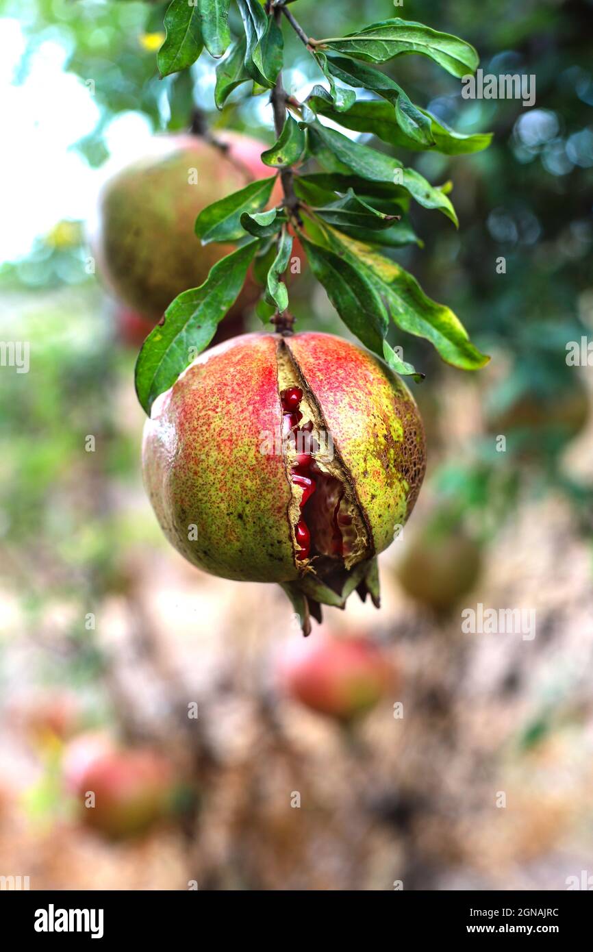 Ripe open pomegranates with seeds hanging on a branch close-up. Selective focus Stock Photo