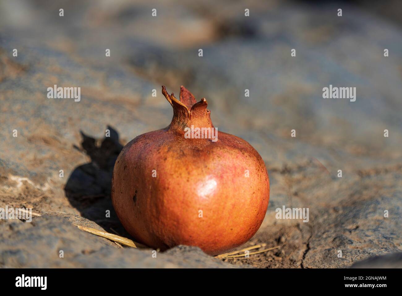 Ripe pomegranate fruit lying on a stone close-up. Selective focus Stock Photo