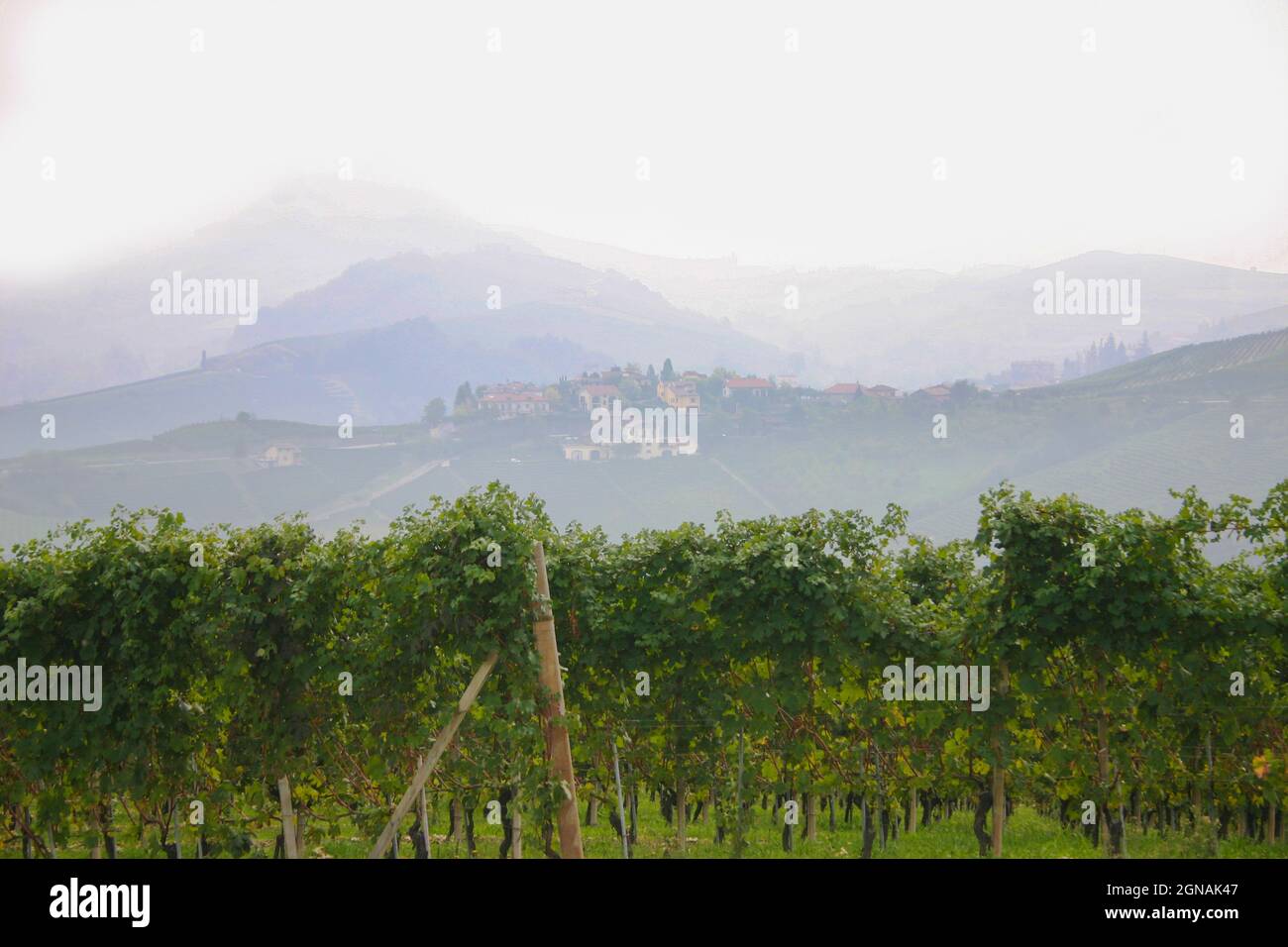 Italian vineyard of Nebbiolo grapes with misty village in background. Nebbiolo means mist. Stock Photo