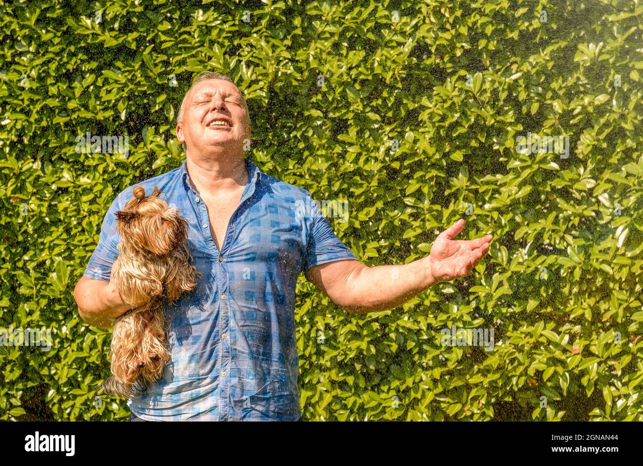 Mature man with Yorkshire terrier dog under splashing water on hot day in the garden. Stock Photo