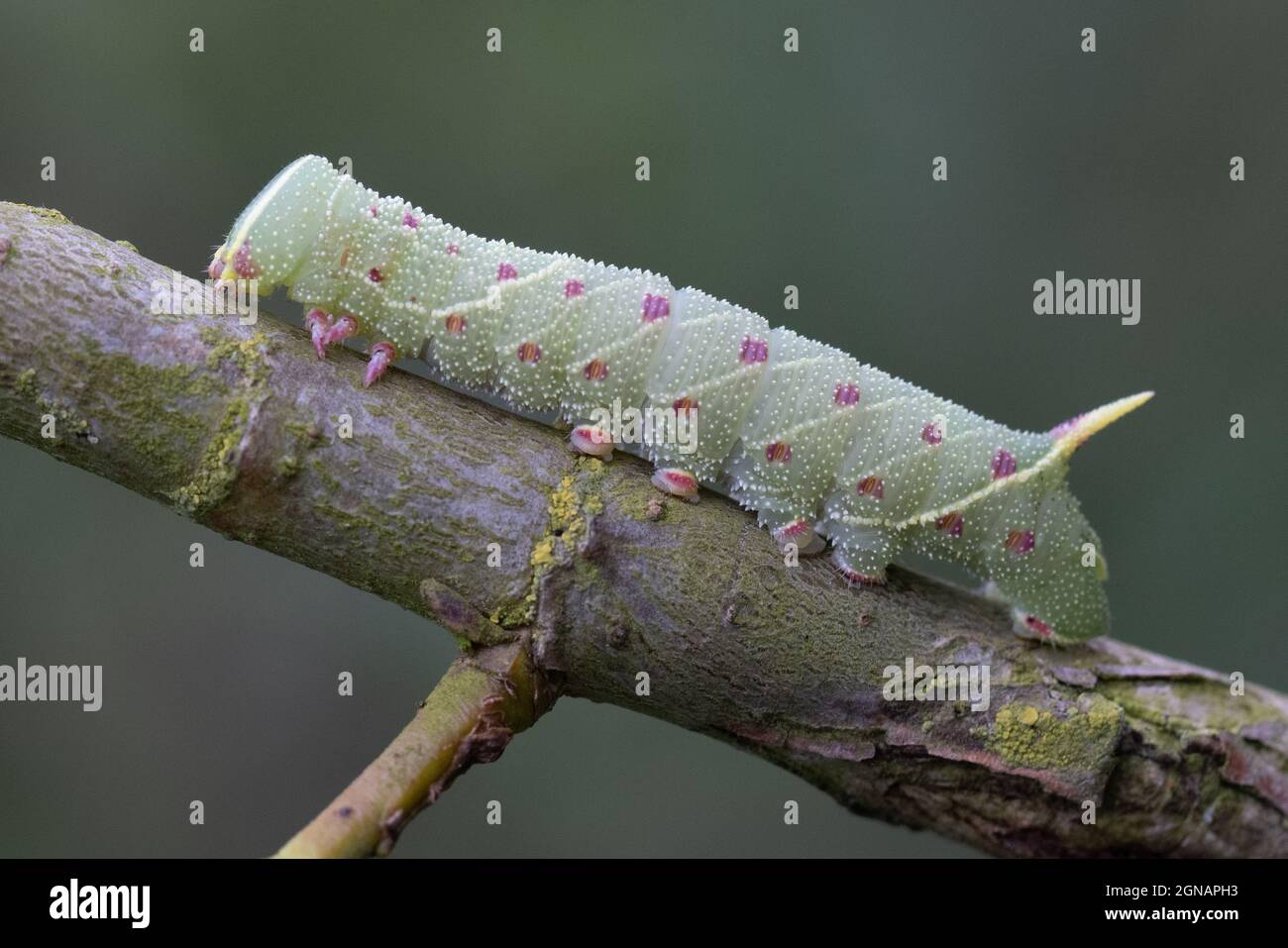 Poplar Hawk moth Laothoe Populi Caterpillar Martham Norfolk GB UK Poplar Hawk moth Laothoe Populi Caterpillar Martham Norfolk GB UK
