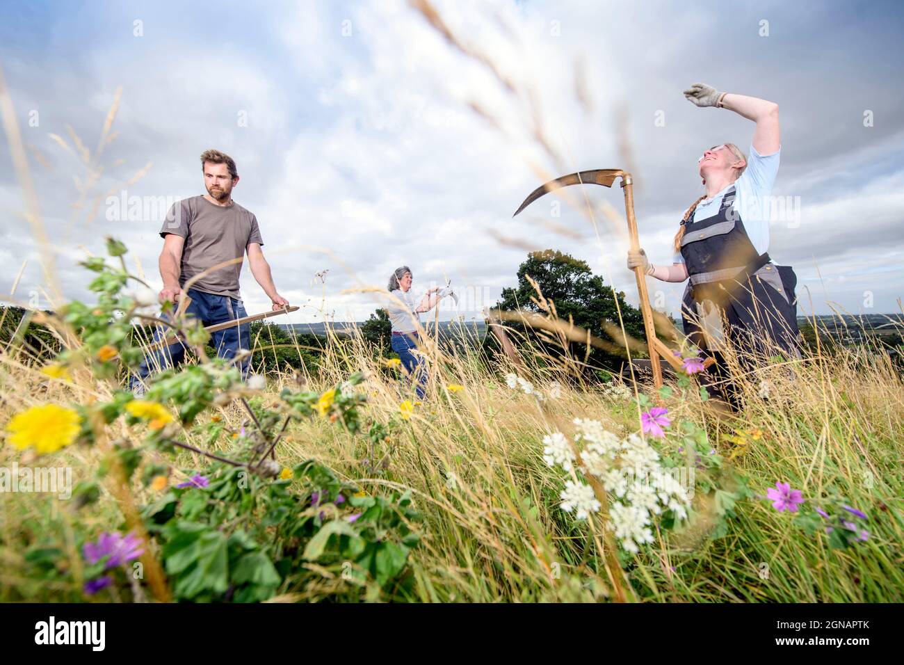 Scything a wild flower meadow in Gloucestershire, UK Stock Photo