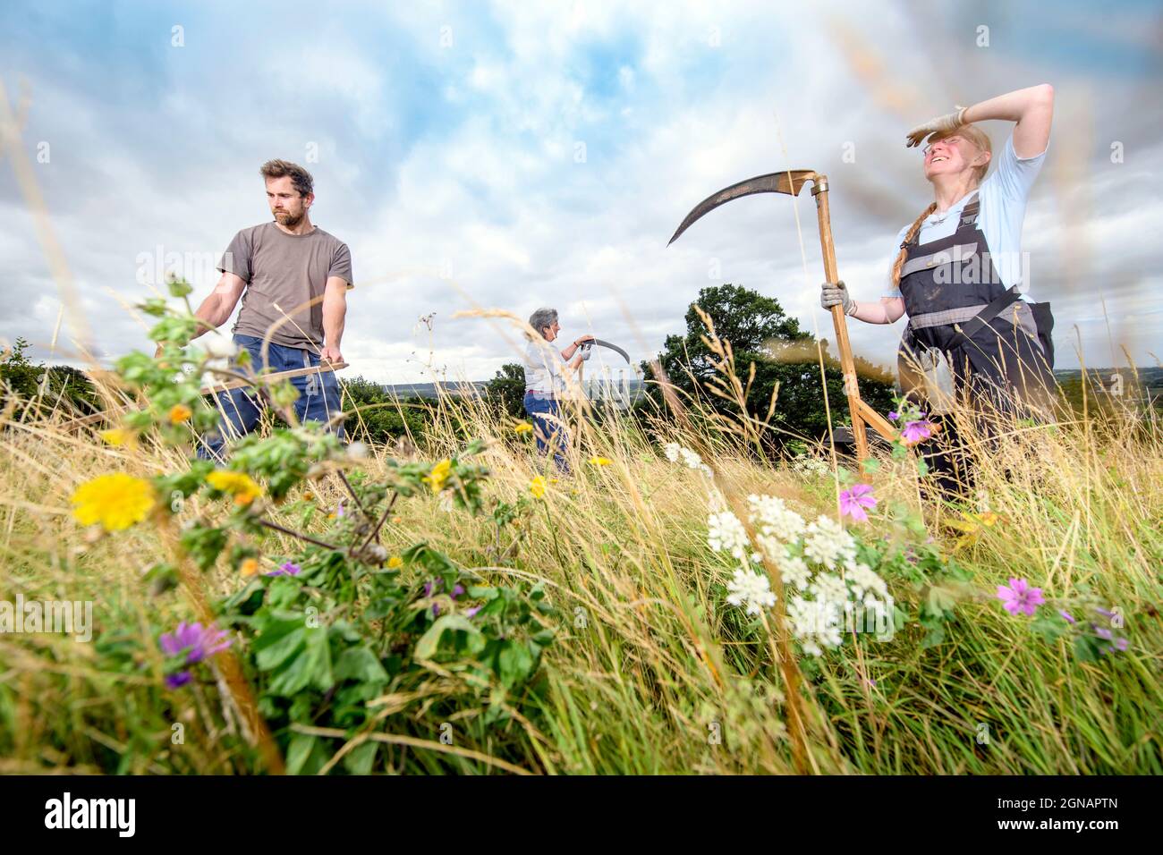 Scything a wild flower meadow in Gloucestershire, UK Stock Photo