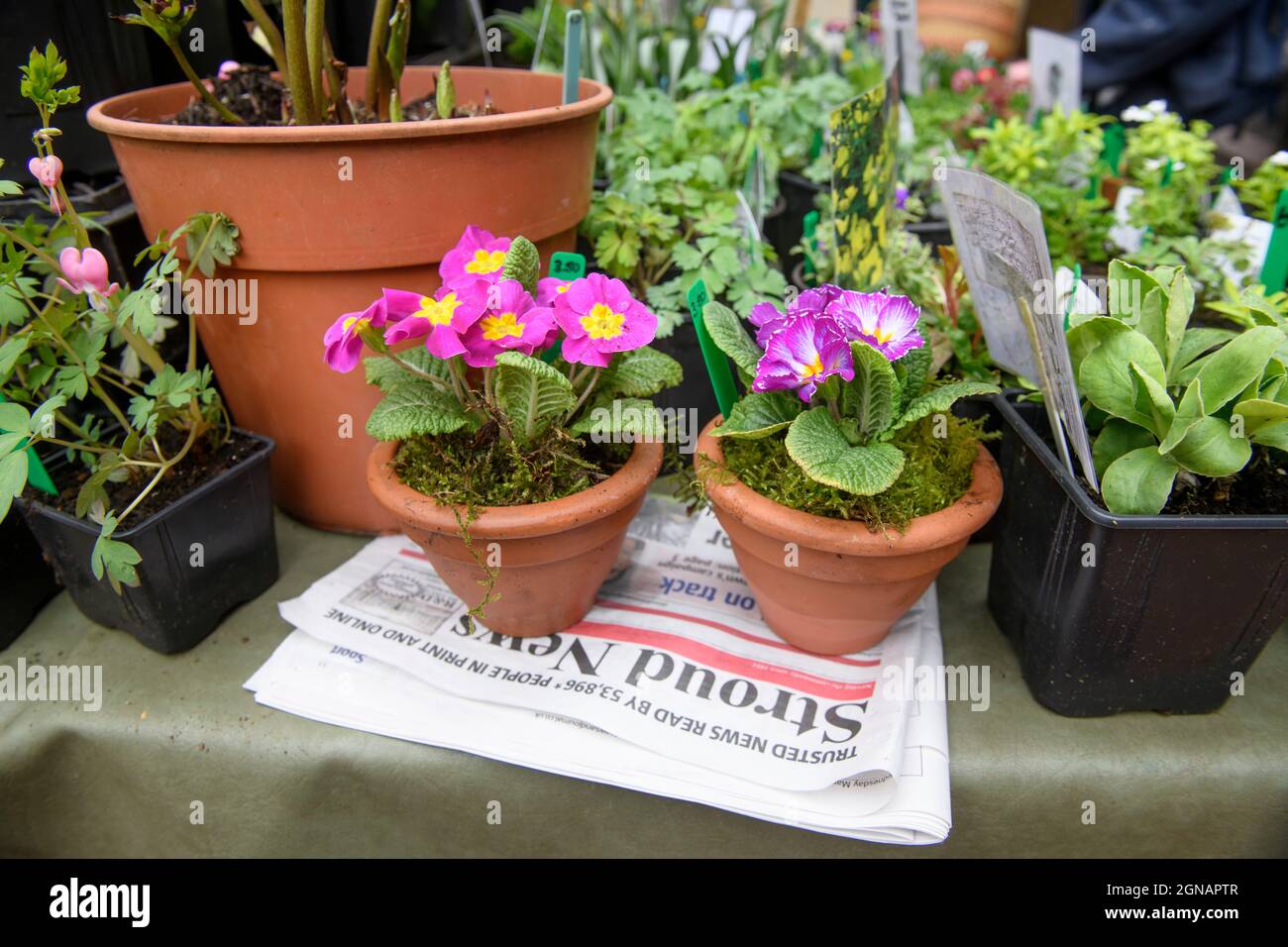 The local paper 'Stroud News & Journal' on a flower stall at the Stroud farmers Market, Gloucestershire UK Stock Photo