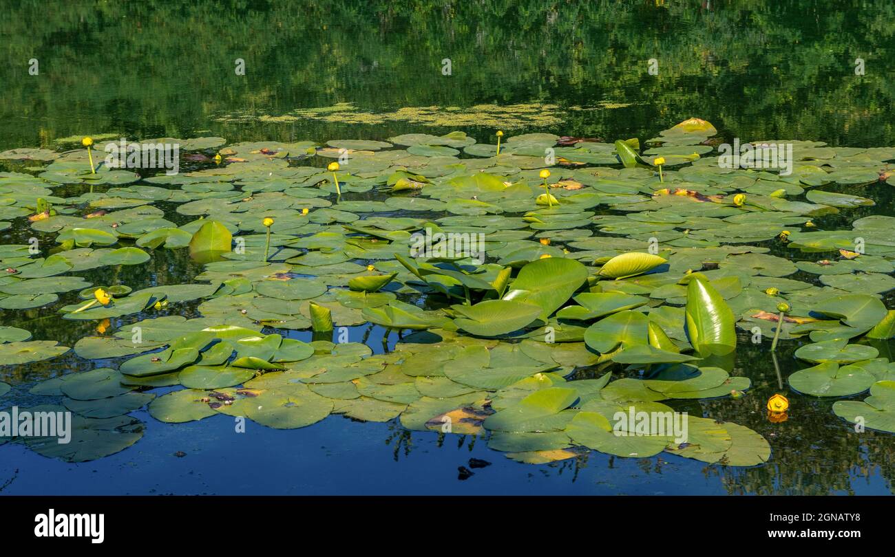Hemingbrough Pond A pond with blooming water lilies . Beautiful nature Stock Photo - Alamy