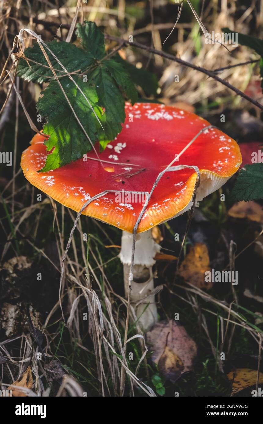 Amanita muscaria, known as the fly agaric or fly amanita red mushroom Stock Photo