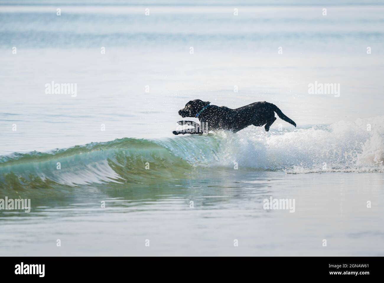 A black dog jumping over the ocean waves Stock Photo