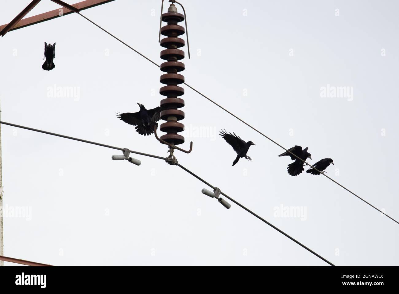 Norwich Rook Crows rooks perched flying on hi-res stock photography and images - Alamy