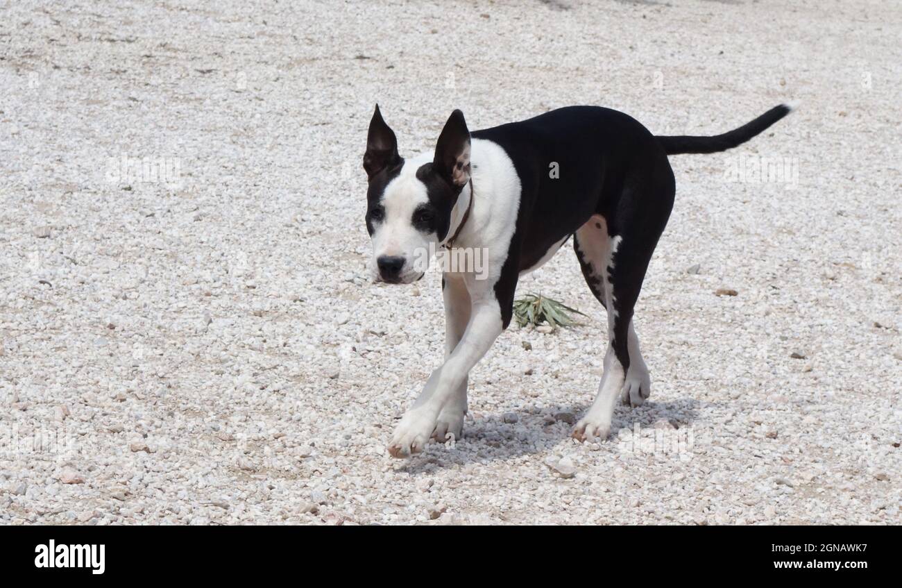 4 month old pitbull best sale terrier