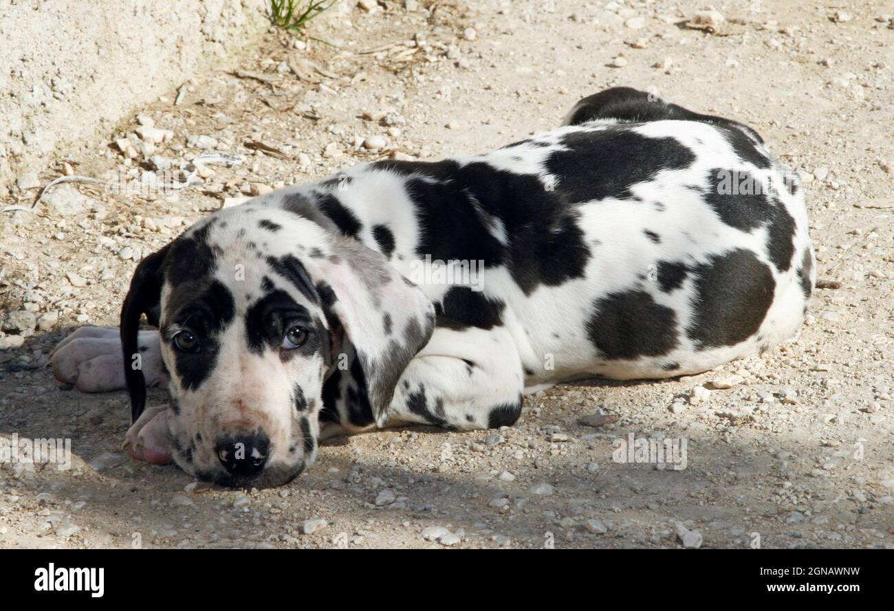 a Great Dane Harlekin puppy 2 months old lying but also on alert, Greece Stock Photo