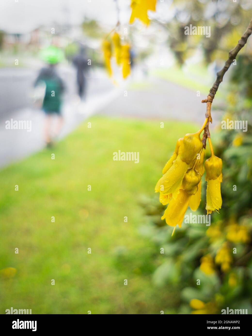 Yellow flowers of the native Kowhai tree along the suburban street in Auckland, out of focus people walking. Vertical format. Stock Photo