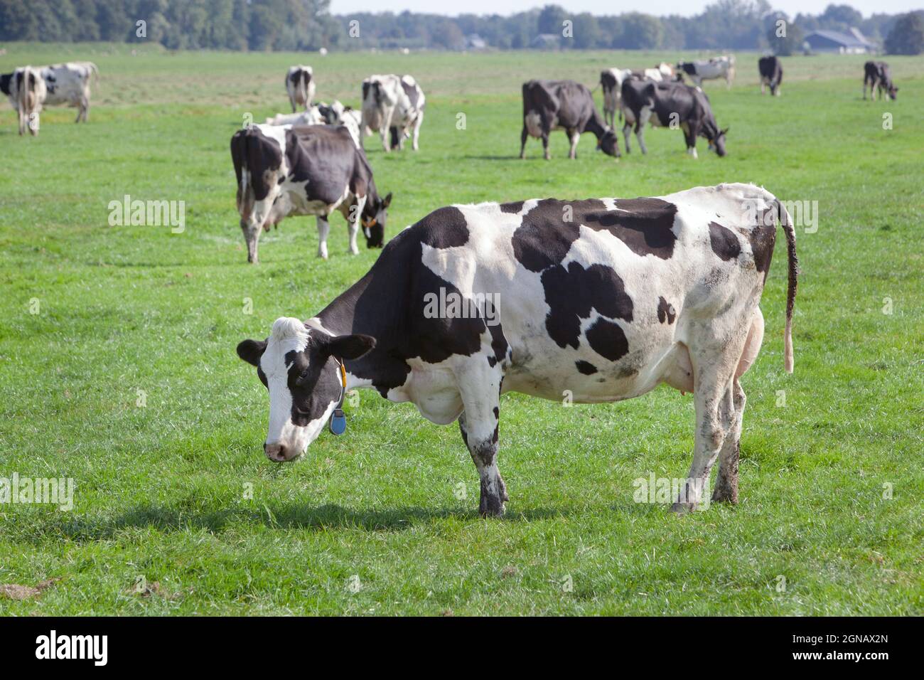 Dutch milk cows grazing in meadow in Krimpenerwaard Stock Photo
