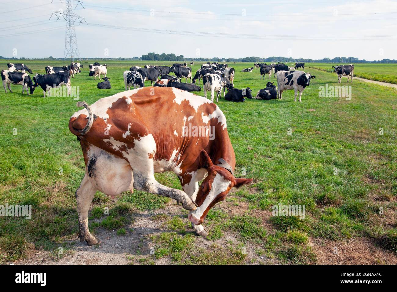 Dutch milk cow with itch in meadow in Krimpenerwaard Stock Photo