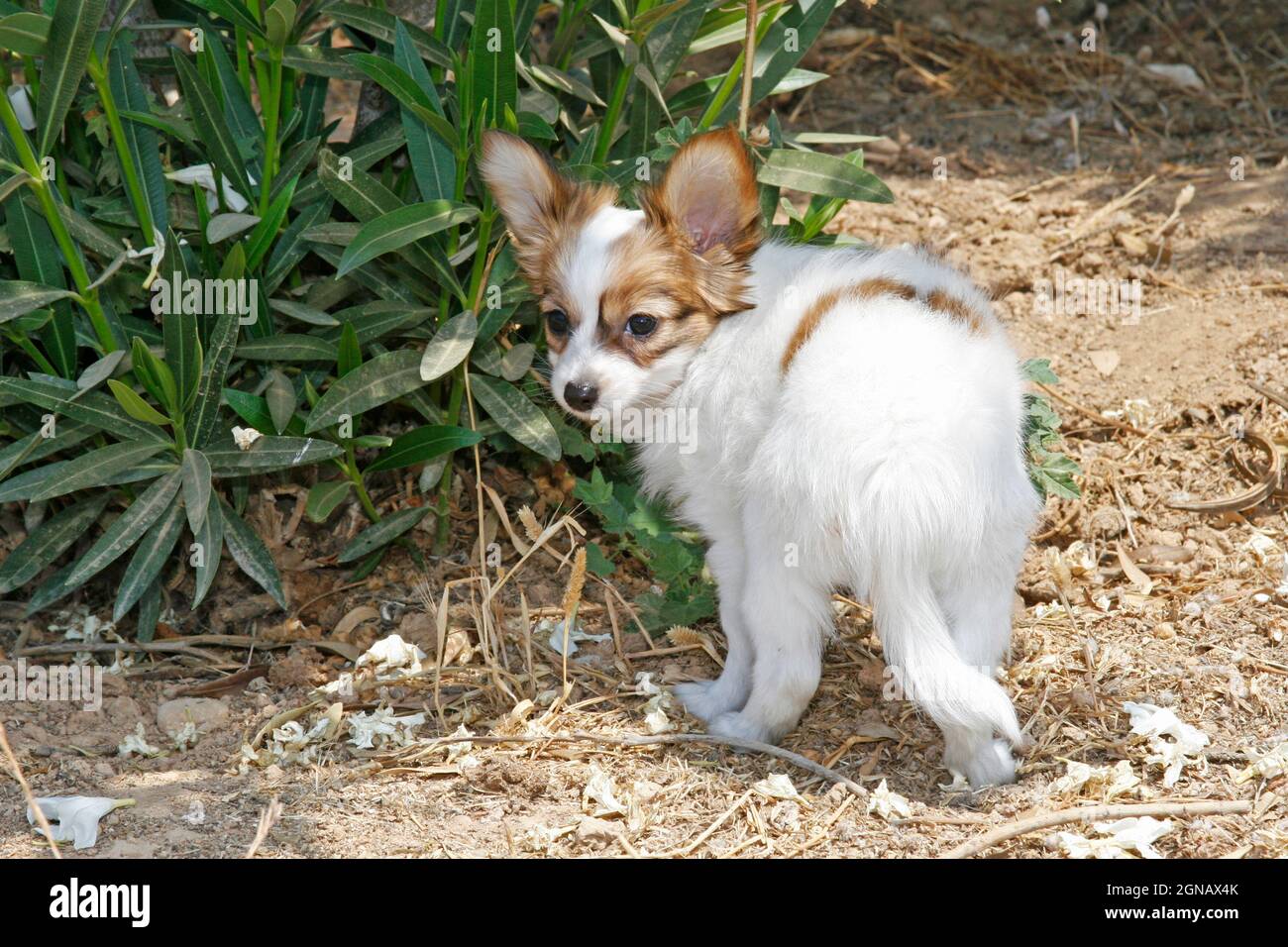 a beautiful 2 month old Papillon puppy, white with beige marks, looks strange and attentive. Countryside, Greece Stock Photo