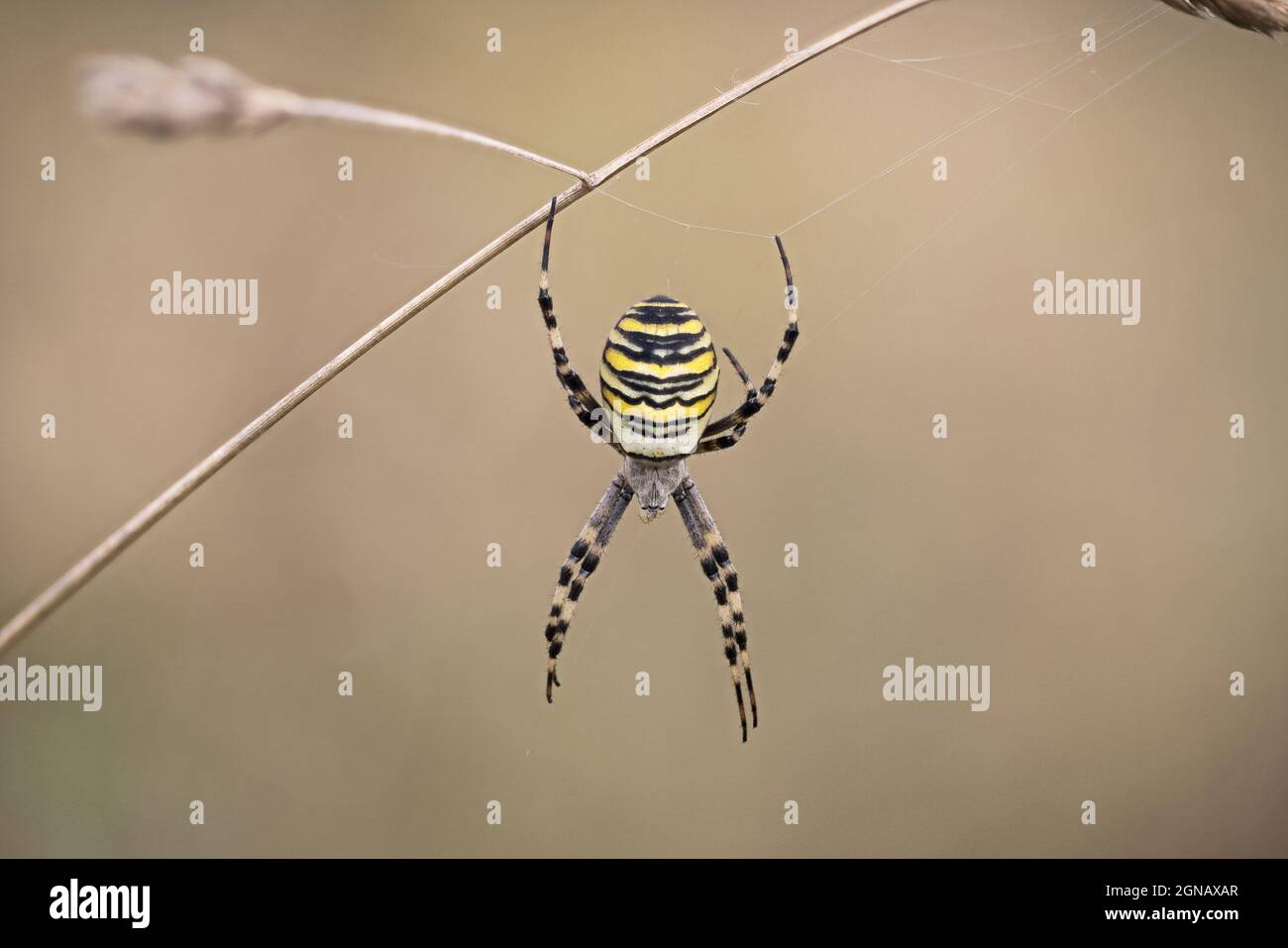 Wasp Spider (Argiope bruennichi) Eaton Parlk Norwich Norfolk GB UK September 2021 Stock Photo