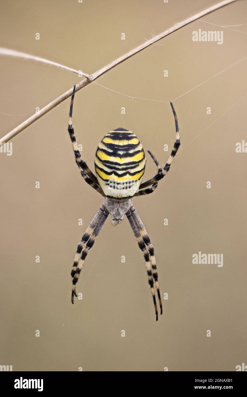 Wasp Spider (Argiope bruennichi) Eaton Parlk Norwich Norfolk GB UK September 2021 Stock Photo