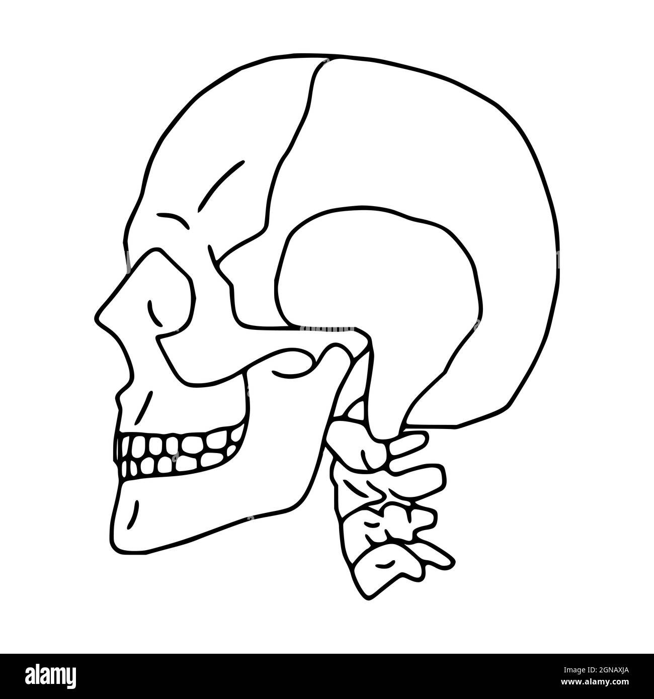 side skull drawing