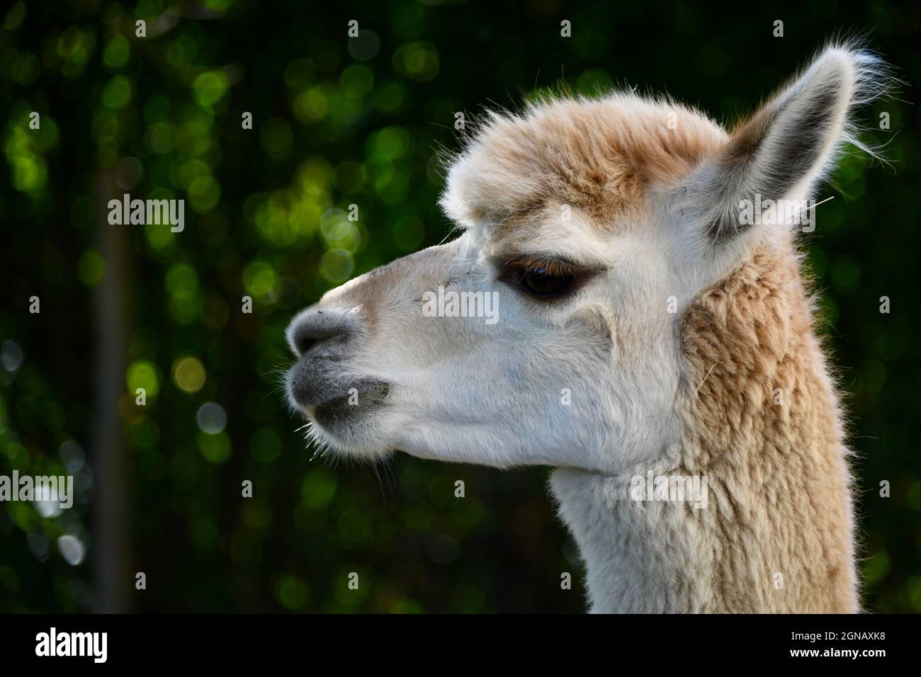 herziges junges lustiges Alpaka - vicugna pacos - schneidet  Grimassen und scheint zu sprechen Stock Photo