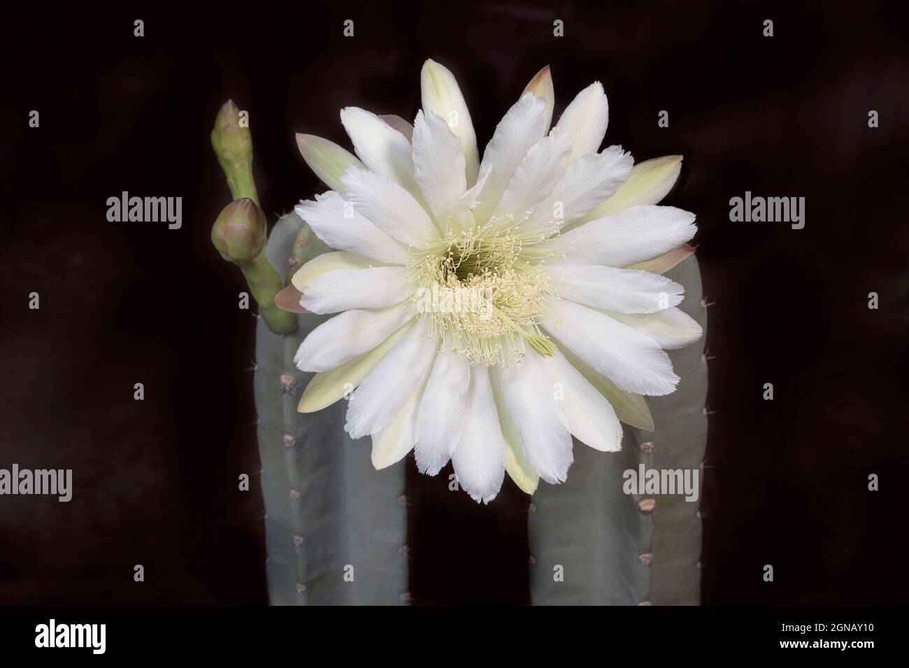 dazzling white night blooming Cereus repandus Peruvian Apple Cactus flower with blurred branches and buds on a black background Stock Photo
