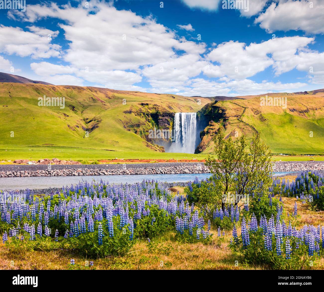 Lupinus 幻想写景 Pastral landscape
同人CD
みかん箱 28,000+ Lupin Field Stock Photos, Pictures & Royalty-Free