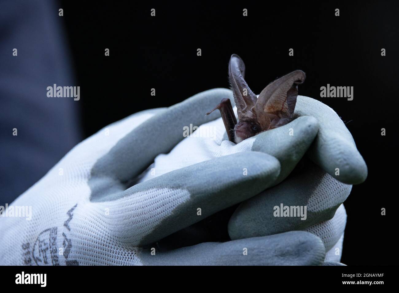 Brown Long-eared Bat (Plecotus auritus) Norfolk UK GB September 2021 in the hand prior to release following recuperation Stock Photo