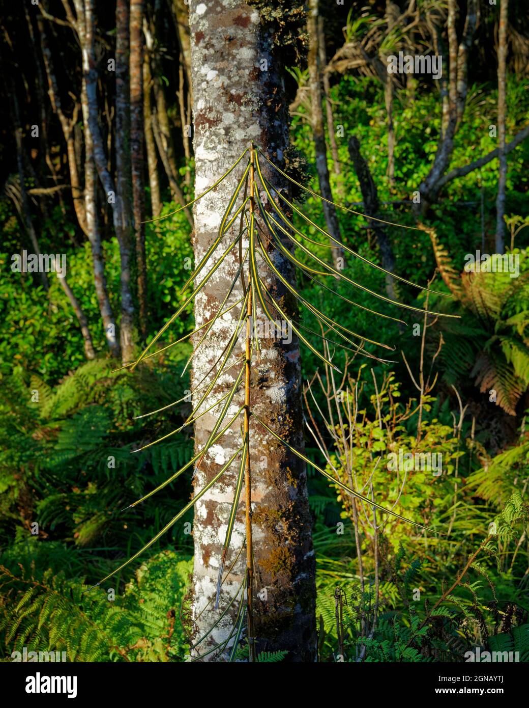 Pseudopanax ferox, Fierce lancewood small tree in juvenile form. Endemic to New Zealand. Stock Photo