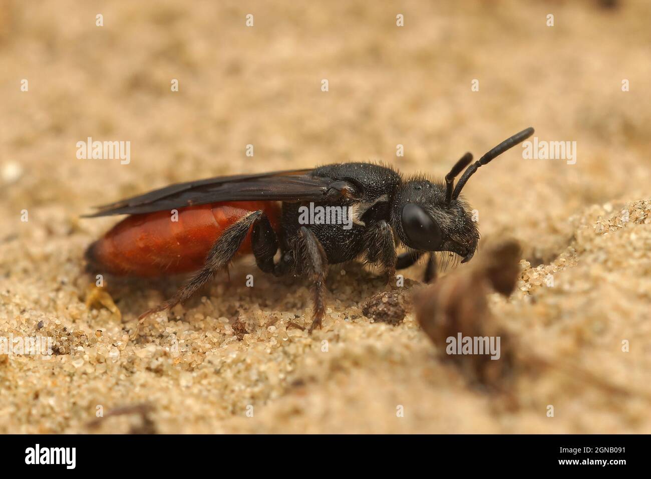Sphecodes Closeup on a colorful red female white lipped blood bee, Sphecodes ...