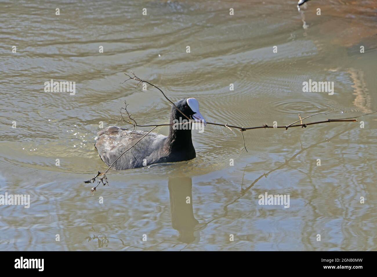 Eurasian coot bird with twig in beak in water collecting nesting material Stock Photo