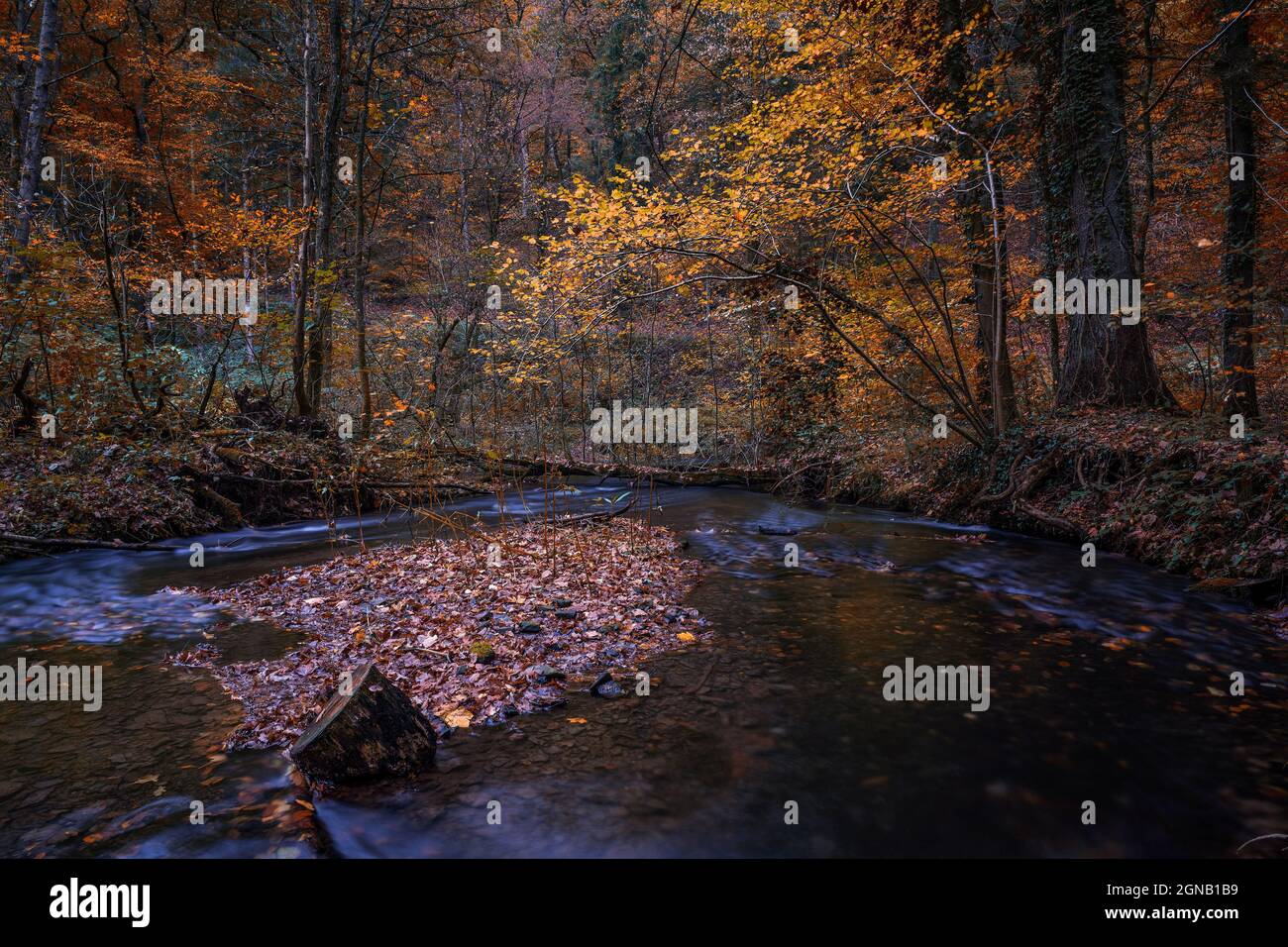 forest river in autumn forest Stock Photo - Alamy