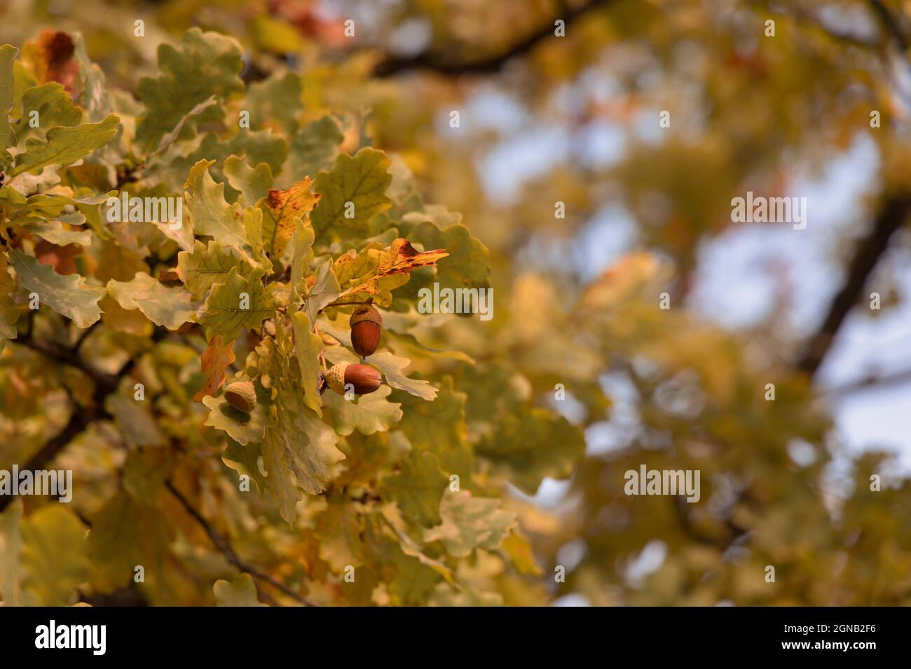 Autumn acorns on an oak branch with yellow foliage on a blurry background Stock Photo