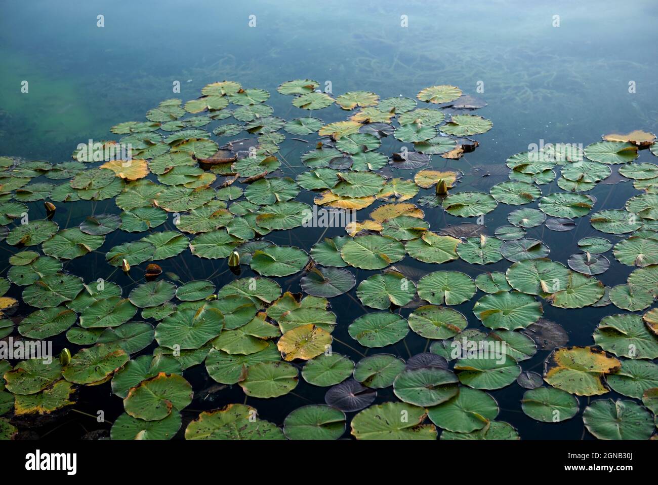 water lilies - Seerosen Stock Photo
