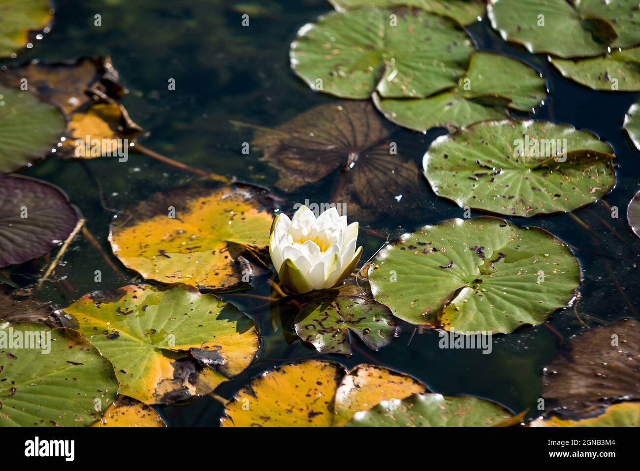 Water lily of genus nymphaea hires stock photography and images Alamy