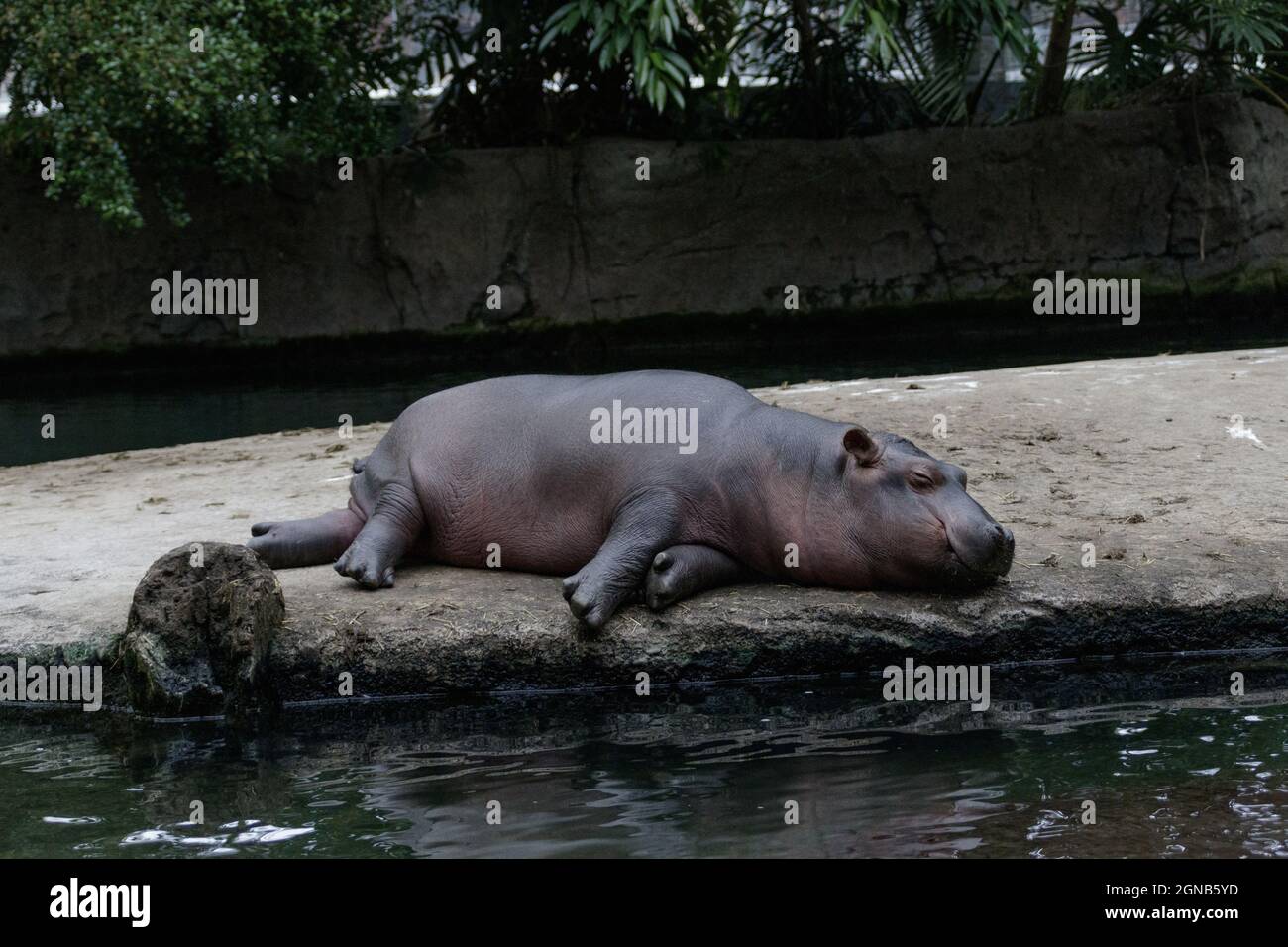 Baby Hippo sleeping at Kopenhagen zoo Stock Photo