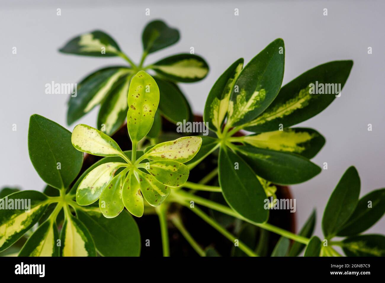 Dark spots on leaves of schefflera plant on white background Stock Photo