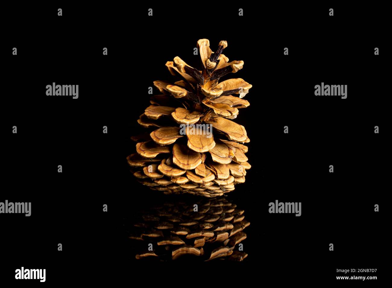 One whole beautiful pine cone isolated on black glass Stock Photo